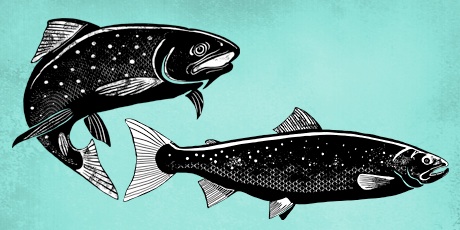Illustration omble chevalier et saumon
