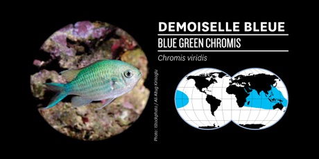 Demoiselle bleue blue green chromis chromis viridis