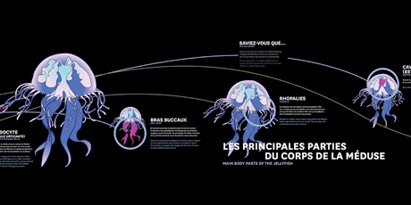 les principales parties du corps de la méduse